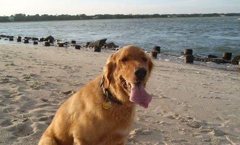 金毛犬可以吃蛋清嗎