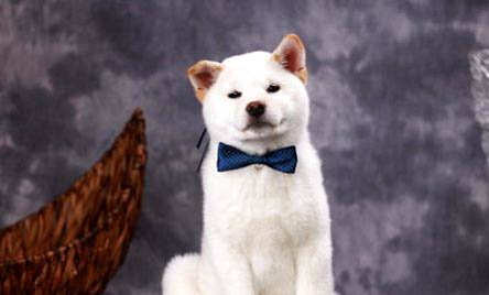 如何訓練柴犬喚回
