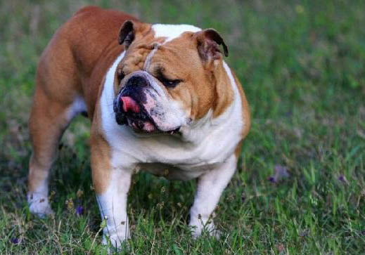 英國斗牛犬口吐白沫的原因及處理方法