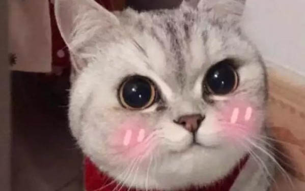 貓突然后腿癱瘓了