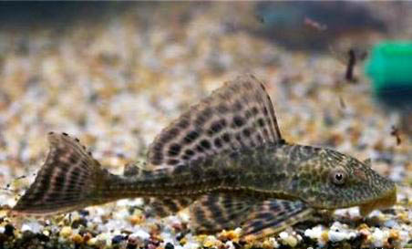 清道夫魚死亡的原因