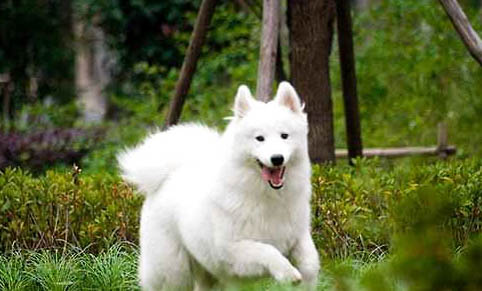 薩摩耶犬吃多了吐了怎么辦