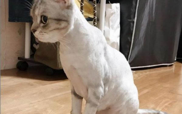 請問貓咪嘔吐的原因及處理方法?