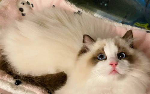 新手飼養布偶貓的注意事項