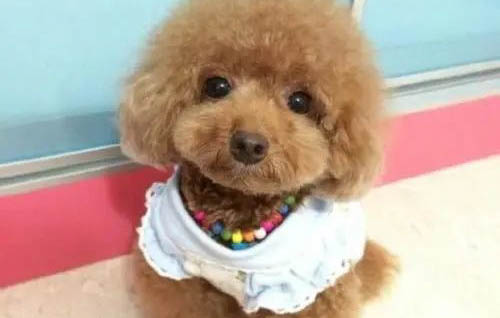 泰迪狗不吃不喝吐血了是怎么回事