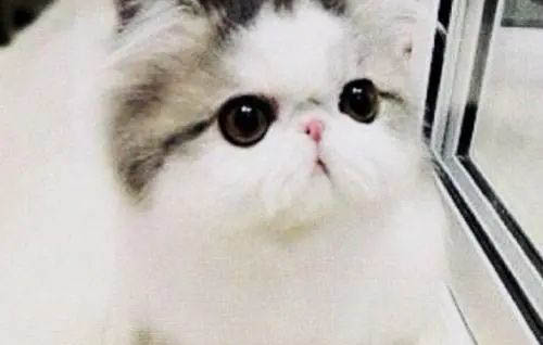 小奶貓吐奶的原因及處理方法