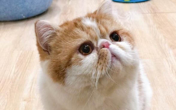 貓咪得口炎能維持多久