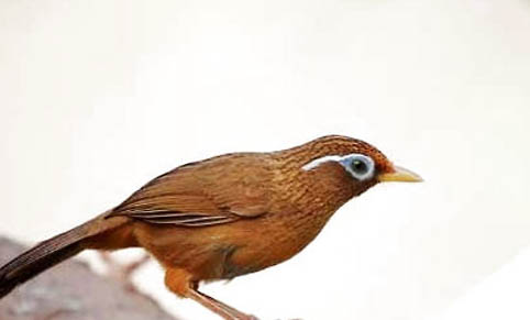 什么草藥能提性畫眉鳥