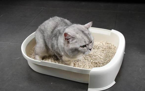 小貓生下來多久吃奶