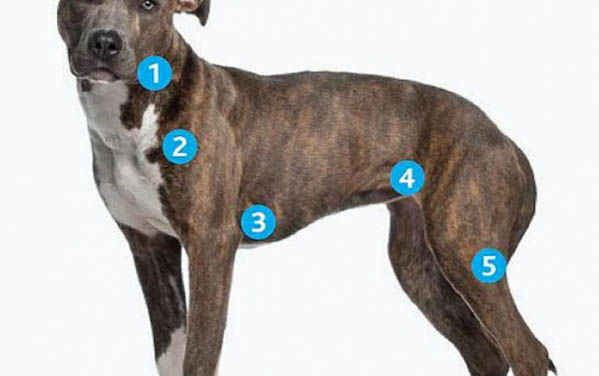 犬瘟房子要消毒多久