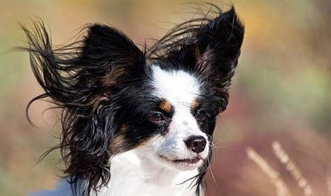 蝴蝶犬的優缺點主要有哪些