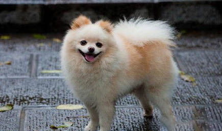 博美犬和泰迪哪個好