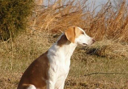 英國獵狐犬喜歡什么