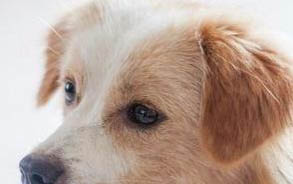 棉花面紗犬哪里有賣