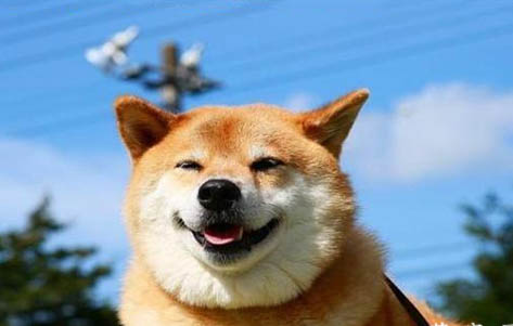 柴犬體重與月份對照表