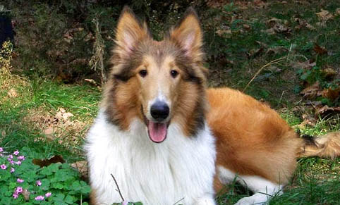 蘇格蘭牧羊犬的養護知識