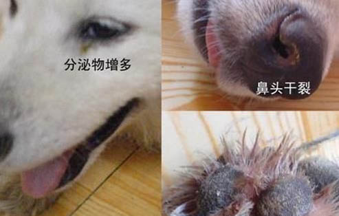 如何阻止狗吃貓糧呢