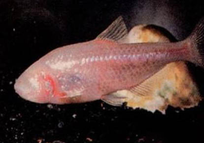 為什么南風(fēng)魚不開(kāi)口