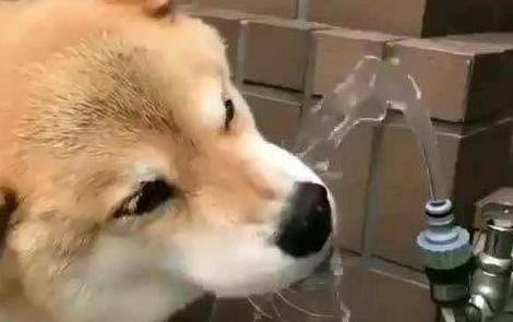 狗狗血糖高怎么調理