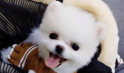 為什么狗狗眼睛里有蟲子