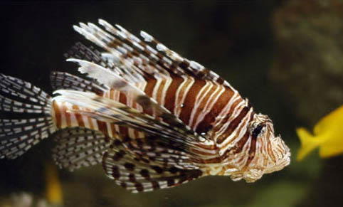 孔雀魚最高溫度是多少