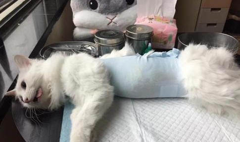 貓想殺死你的前兆有哪些