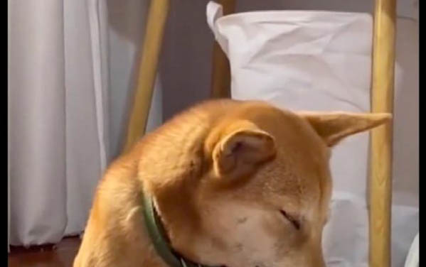 狗狗老是舔腳走路有點瘸