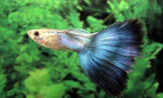 孔雀魚生完小魚多久可以合缸