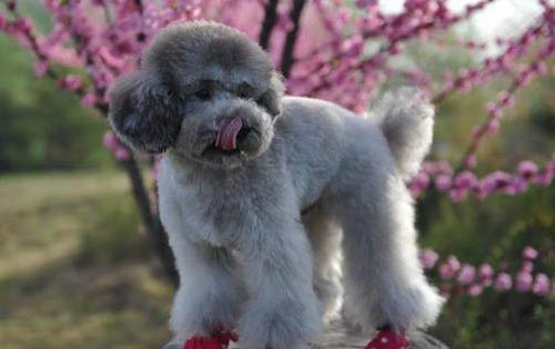 泰迪狗狗能不能吃橙子