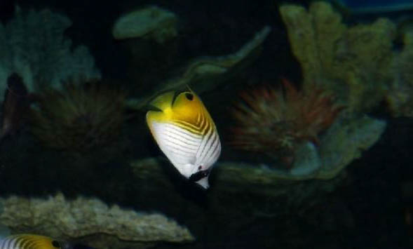 觀賞魚常見寄生蟲病有哪些