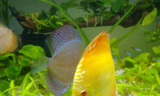 養(yǎng)魚的水要放幾天才能用?