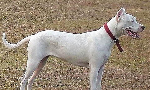 阿根廷杜高犬好養嗎