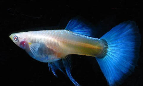 孔雀魚一次生多少小魚啊