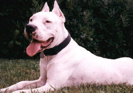 杜高和比特犬哪個(gè)厲害