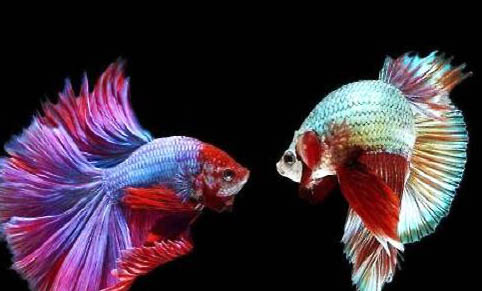 中國斗魚怎么分公母圖解