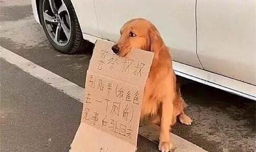 狗狗春季掉毛要多久