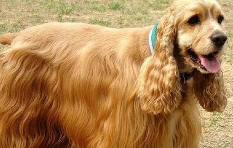 英國(guó)可卡犬不吃不喝沒(méi)精神是怎么回事