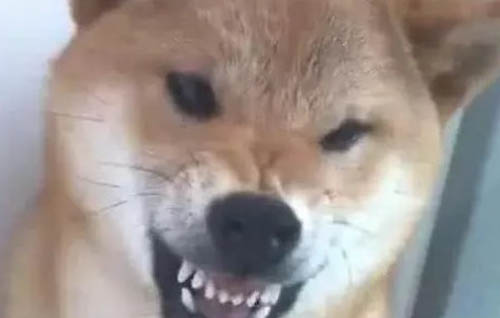 狗可以吃風干兔耳朵嗎