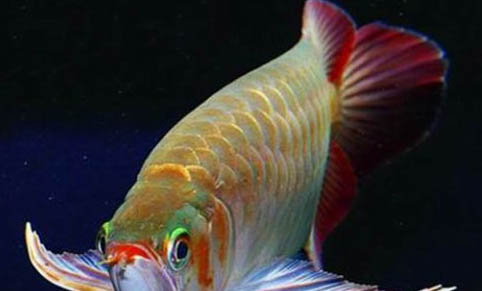 曼龍魚多久喂食一次