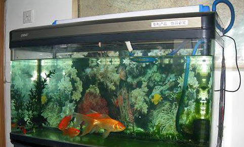 熱帶魚可以多久不喂食?