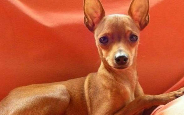 小鹿犬認主人的表現