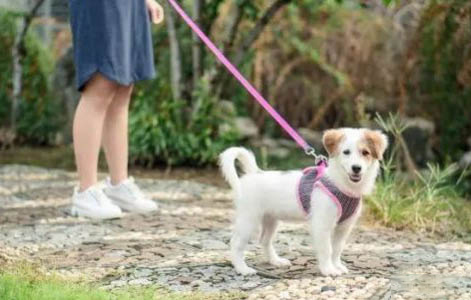 狗狗懷孕多久做b超