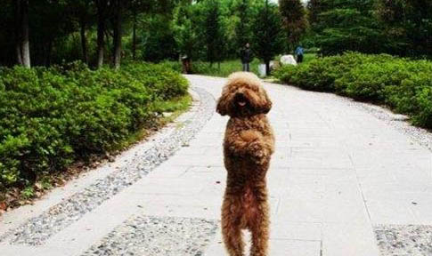 怎么讓狗狗把痰咳出來