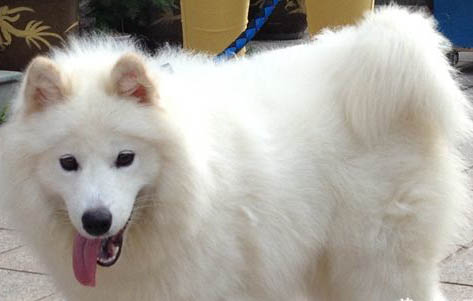 純種薩摩耶犬多少錢一只