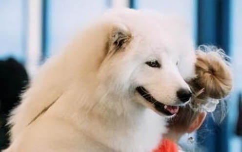 狗狗生產后的注意事項