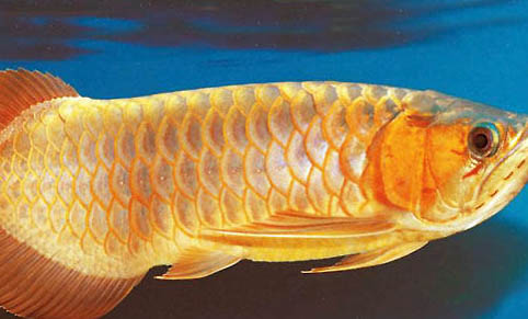 龍魚入缸多久可以喂食?
