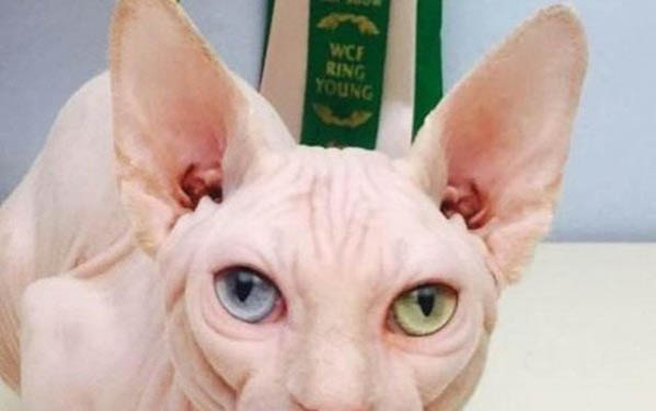 小貓多久可以離開母貓呢？