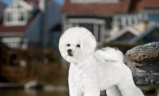 比熊犬與泰迪哪個好養