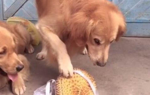 狗狗不聽話怎么辦
