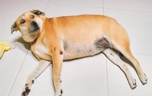 狗狗可以吃萵筍嗎